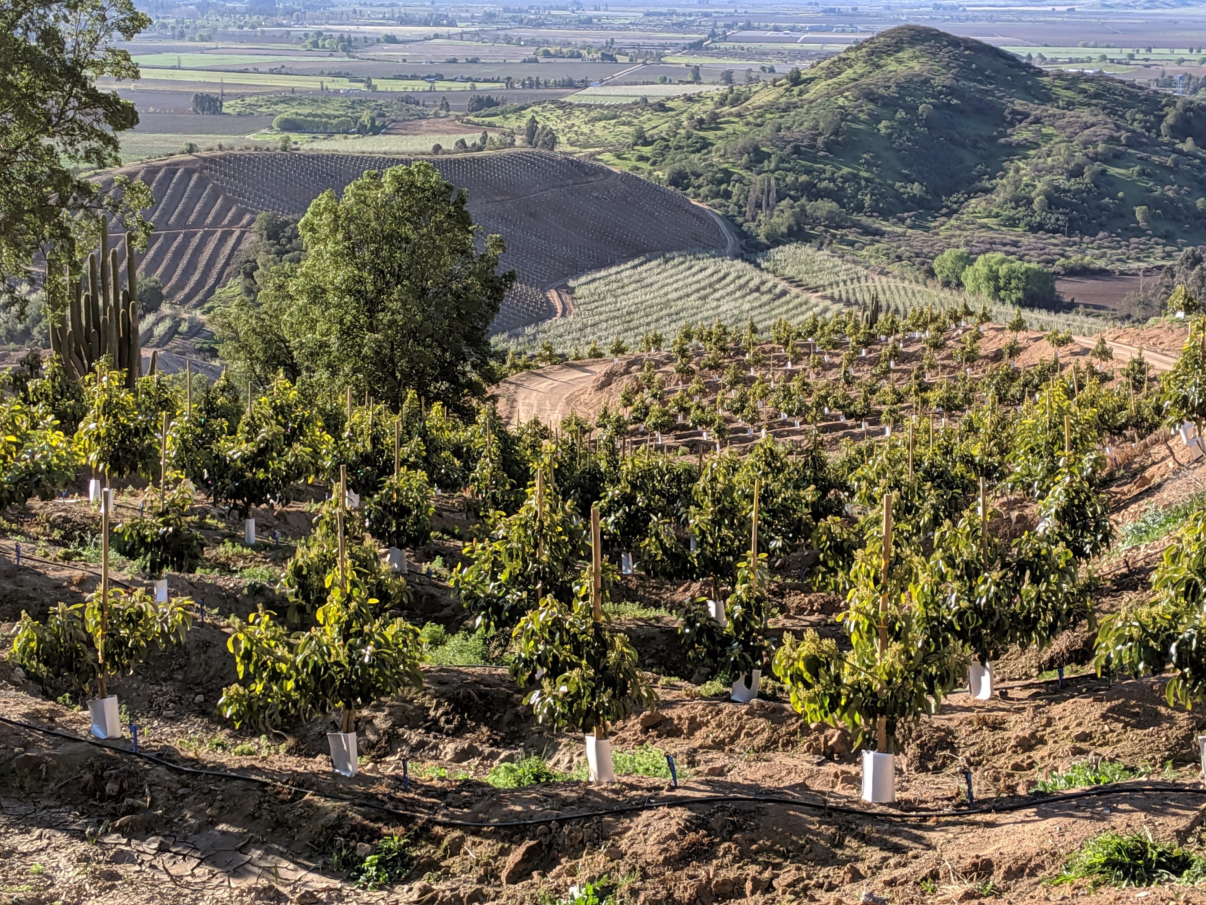 Avocado Orchards 1