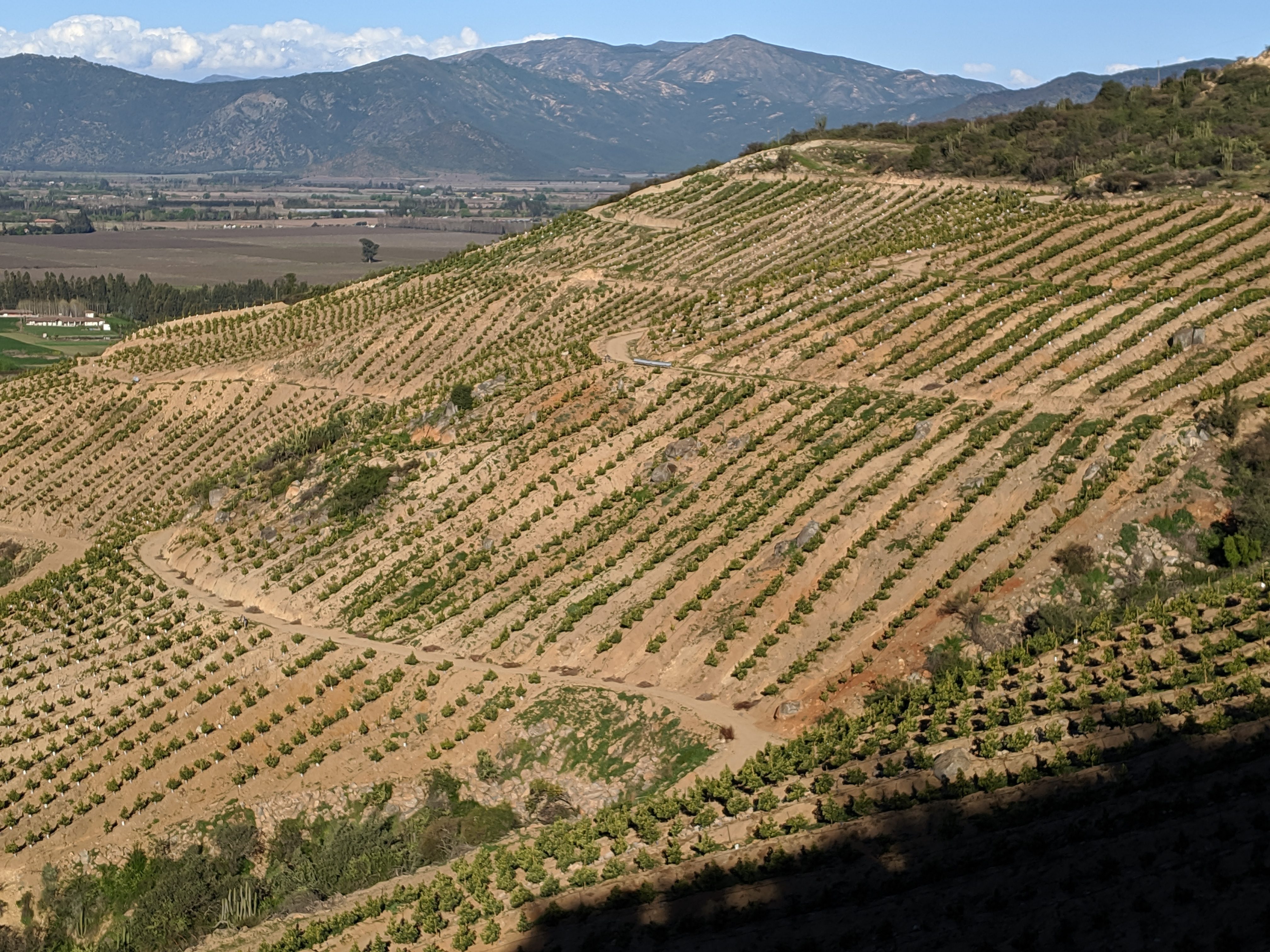 Avocado Orchards 2