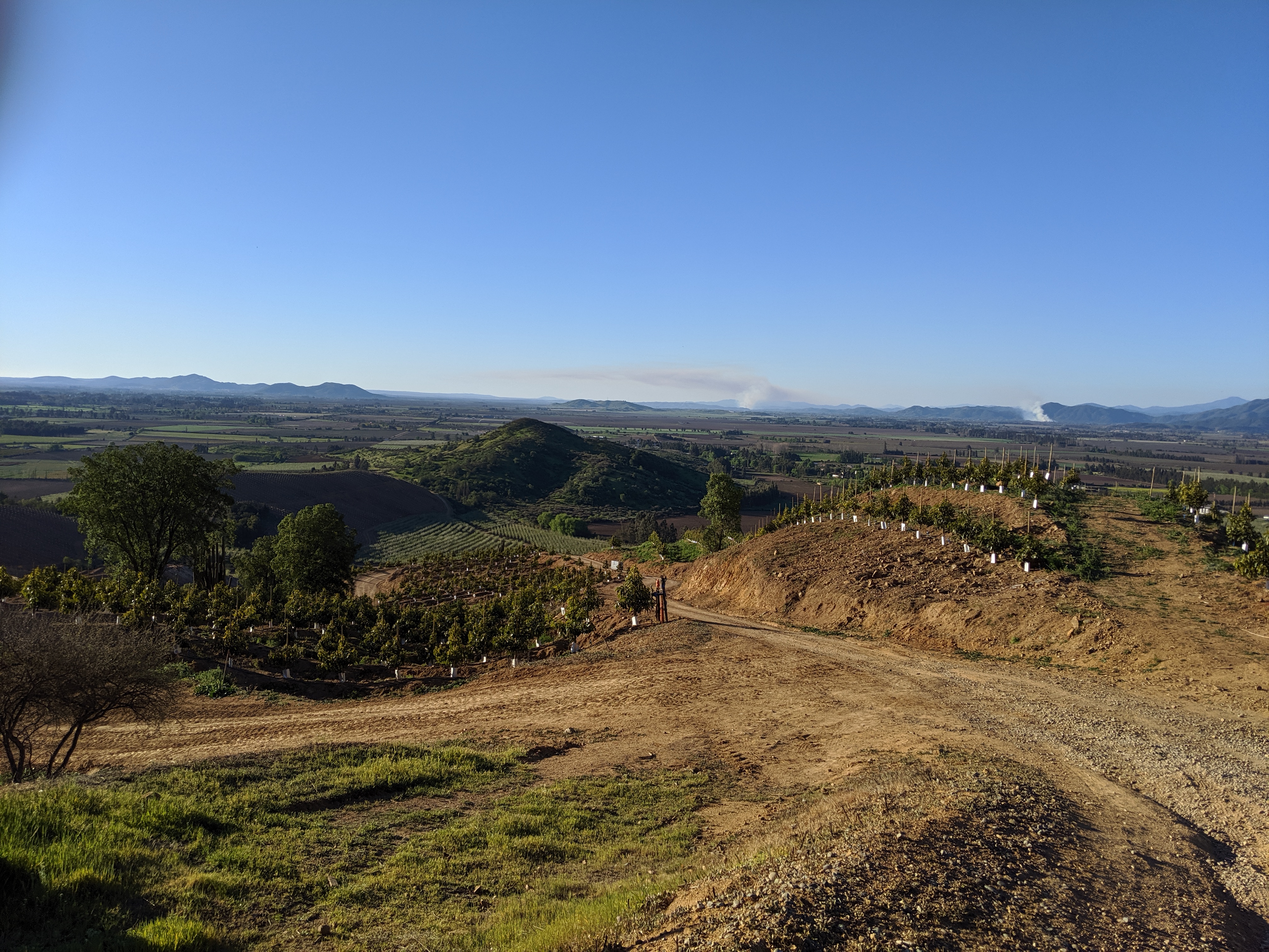 Avocado Orchards 4