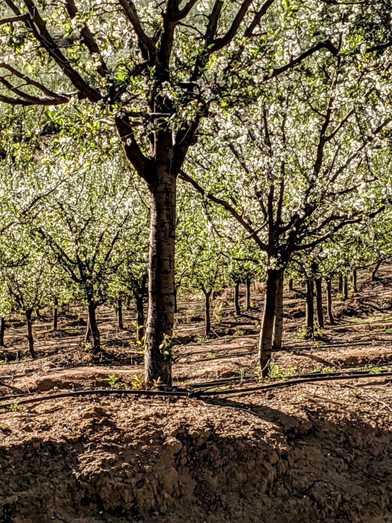 Prune Orchard 1