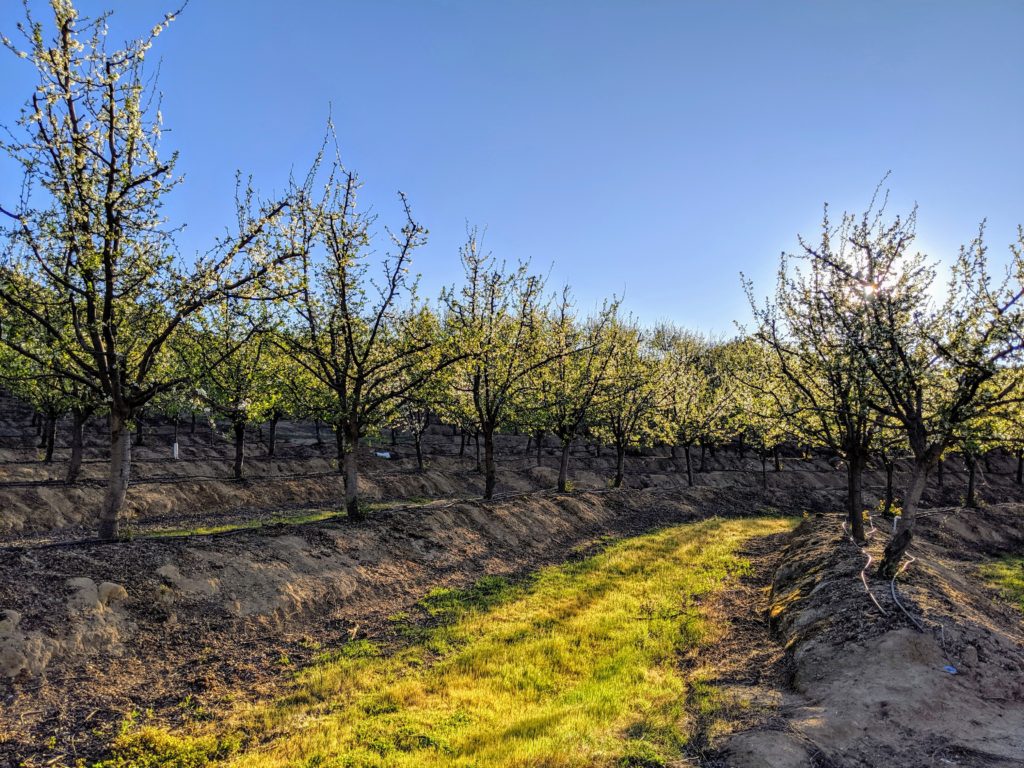 Prune Orchard 2