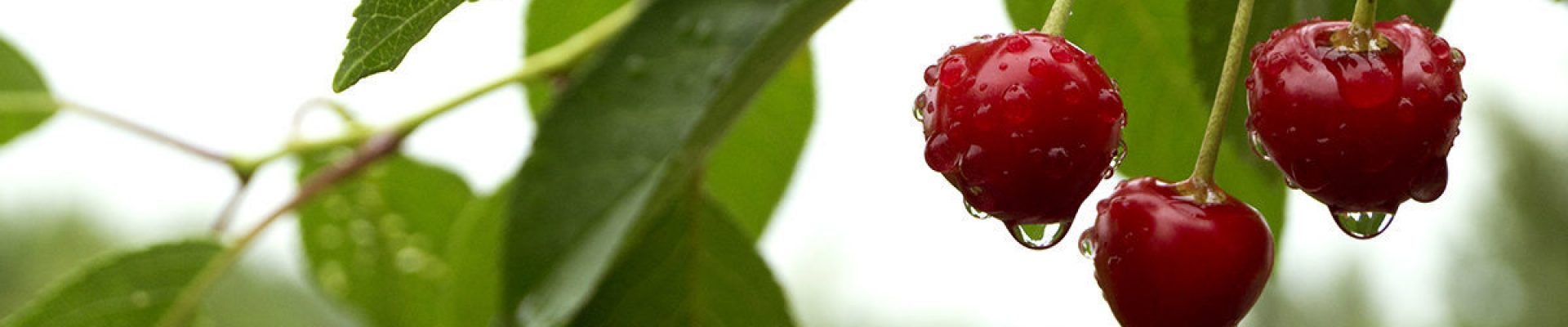 Ripe cherries in the raindrops. blurred background.